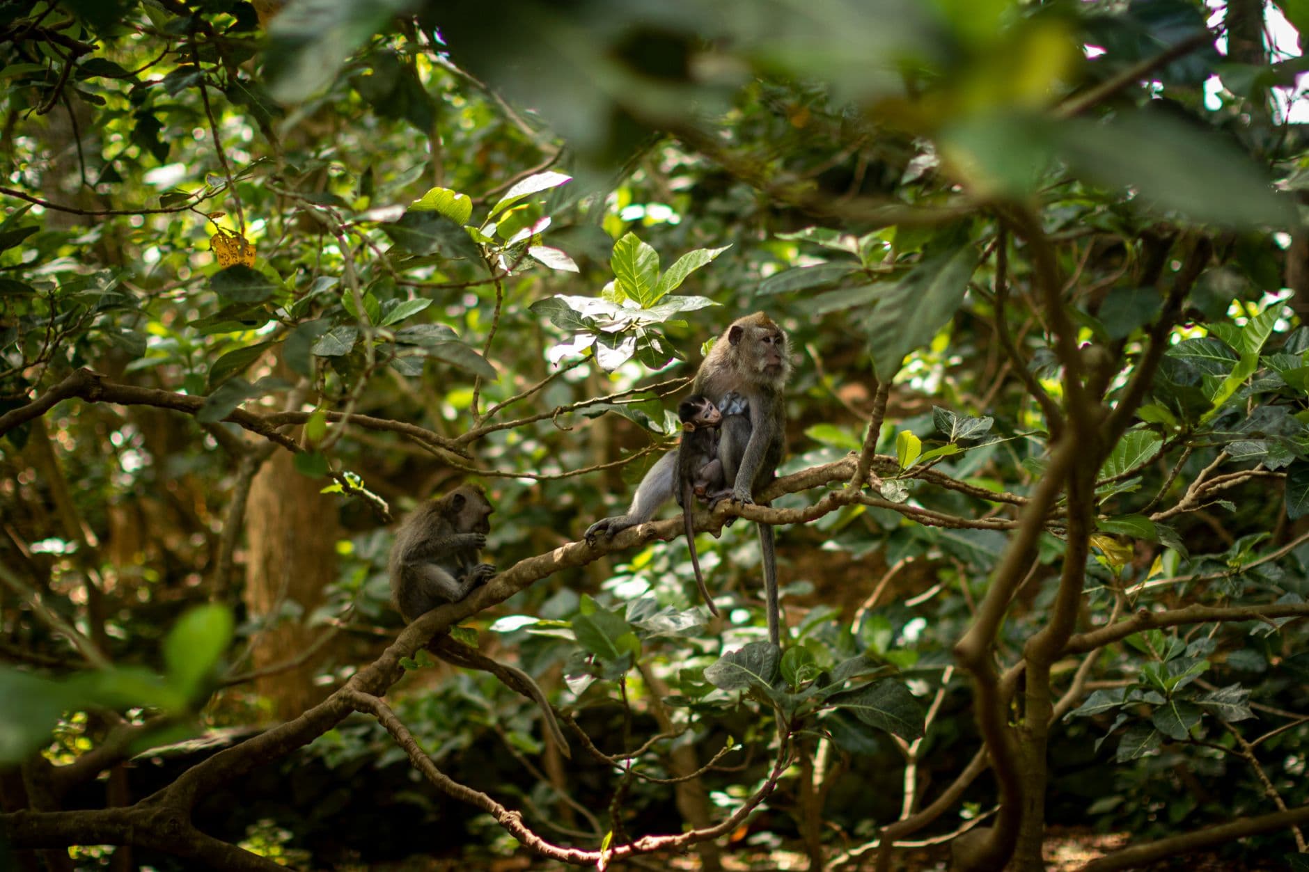 Bali Honeymoon Retreat - 6 Days — photo 4 of 5